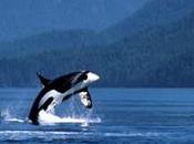 Orcas: Canadians Fight Pipeline That Threatens Killer Whales Brink