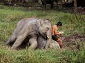 Creatures Great Small