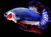 Siamese Fighter Fish with Thai Flag Looks Sells Fortune Online Auction