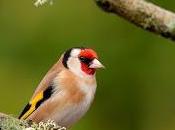 Scotland’s Woodland Birds Two-thirds Overall Since 1994