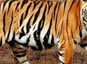 Overpopulation Clouds India’s Future