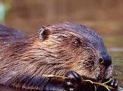 Welcomes Scottish Government Decision Beaver Reintroduction