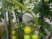 November Tomatoes