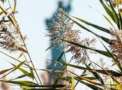 Friday Fotos: Liberty Obscured