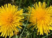 Dandelions Delight