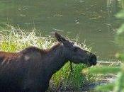 Wildlife Kenai Peninsula