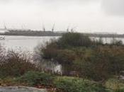 Cardiff Wetlands