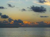 Whale Sharks Yucatan