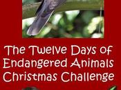 Twelve Days Endangered Animal Christmas Challenge