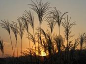 Miscanthus Grassland Akiyoshidai Plateau, Japan