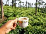 Munnar: Visiting Highlands Kerala