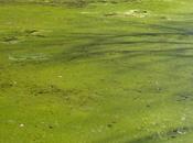 National Lakes Assessment 2012 Findings Aquatic Resource Surveys