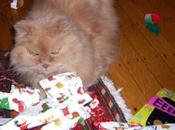 Cats That Couldn’t Wait Till Christmas
