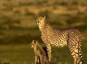 Cheetah Fastest Racing Towards Extinction