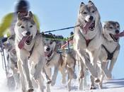Iditarod 2012: Then There Were Three
