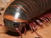 Featured Animal: Millipede