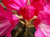 Plant Week: Rhododendron Arboreum