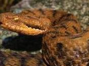 Featured Animal: Snake