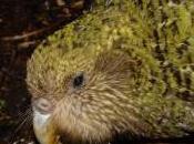 Featured Animal: Kakapo