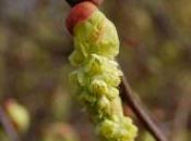 Plant Week: Corylopsis Sinensis