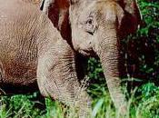 Featured Animal: Borneo Elephant