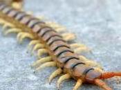 Featured Animal: Centipede