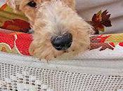 Bizarre Ways That Dogs Like Sleep