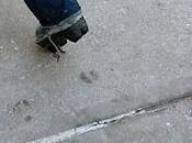 Animal Footprint Shoes