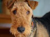Featured Animal: Airedale Terrier