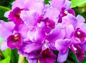 Friday Fotos: Color, Longwood Gardens, December 2016