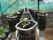 Disease Pest Control Hydroponic Gardening Mandatory Checklist