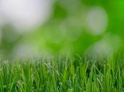 Living 101: What Need Know About Yard Care