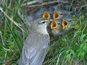 Bird Species Vanish from Climate Change Habitat Loss