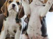 Biggest Puppy Care Blunders: Guilty?