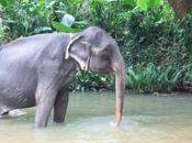 DAILY PHOTO: Elephant Water