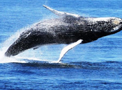 Best Whale Watching Destinations Around World