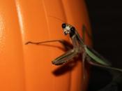 Weekly Photo Challenge: Tiny- Praying Mantis