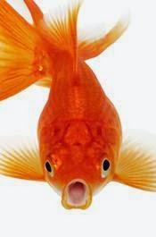Goldfish Multiplies Causes Trouble Teller Lake, Colorado