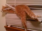 Tangled Cats Hate Blinds