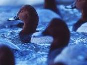 Gulls, Mink Nutrients Implicated Pochard Decline