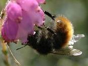 Pollinating Peak Project Wins £25,000 National Competition