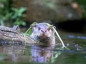 Volunteer Otter Spotters Needed Birmingham’s Canals