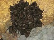 Endangered Indiana Bats Face Twin Threat from Wind Turbines White-nose Syndrome