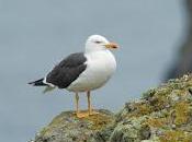 Gull Decline Scottish Island Linked Fishing Discards