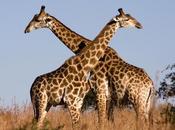 Human Habitat Destruction Decimating Giraffe Populations