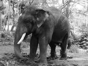 Love Elephants Elephant Dies Sakrebailu