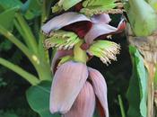 Wrapping Banana Tree Exotic Garden