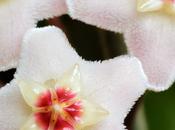 Hoya, ‘wax Plant’ ‘porcelainflower’