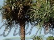Cold-Resistant Palms Europe