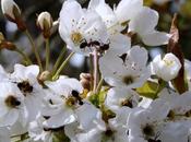 Wordless Wednesday Wild Cherry Blossom Female Wood Ants